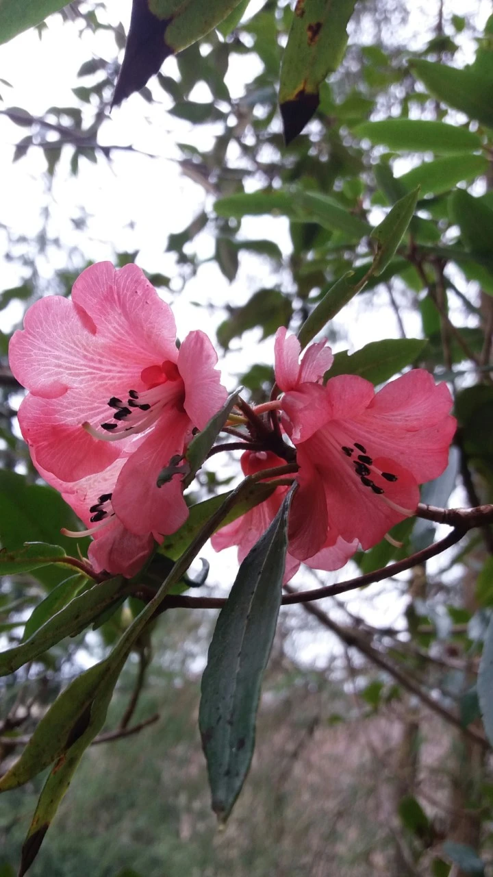 R. floccigerum